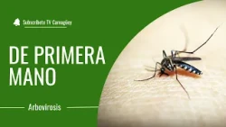 Arboviruses/ Health/ Televisión Camagüey