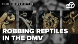 Stolen snakes, looted lizards: Trio accused of stealing 60 reptiles in Virginia, Maryland