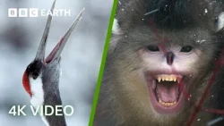 Wildlife Of Japan & China In 4K | BBC Earth