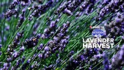 Why Thousands Visit This Northern California Lavender Farm Every Summer | Bartell's Backroads