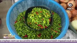 Flooding Impacts Bird's Eye Chili Prices, Rising to 300 Baht per kg | Isan Today, October 1, 2026