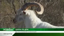 ШАРКА ПО ДПЖ: Ще има ли решение за ваксинация