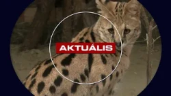 Engedély nélkül tartott szerválok találtak új otthonra Gyöngyösön – 2026. július 22.