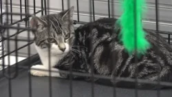 Northwest Arkansas hardware stores bring in rescue cats as 'Mouser Managers'