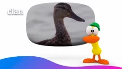 Pato wants to become a real duck! 🦆😮 | Pocoyo in English