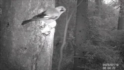 Nocturnal Visitors (Naturally! 08/31/2026)