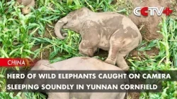 Herd of Wild Elephants Caught on Camera Sleeping Soundly in Yunnan Cornfield
