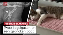 Inzameling gestart voor neergeschoten poes Elly | Omroep Flevoland