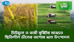 টাইফুন ও ভারী বৃষ্টির মধ্যেও স্থিতিশীল চীনের আগাম ধান উৎপাদন | Sobuj Prithibe | Rtv