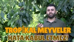 Tropical Fruits Don't Forgive Mistakes!