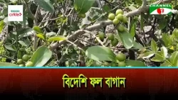 Exotic Fruit Orchard Established in Noakhali