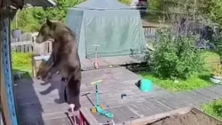 Hungry beasts. Bears attacking people in the Irkutsk region. "EVENT HORIZON" from 09/11/2026