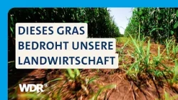 Erdmandelgras: Wie NRW gegen die invasive Pflanze vorgehen will | Westpol | WDR