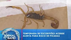 Scorpion season raises alert for sting risks | Jornal da Band