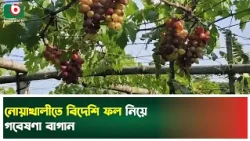 নোয়াখালীতে বিদেশি ফল নিয়ে গবেষণা বাগান | Noakhali | Success Story | Boishakhi TV News