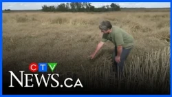 Farmers say recent heavy rains harming Saskatchewan harvest