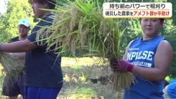 大雨被害で途方に暮れた農家に力強い助っ人　福井県立大学アメフト部が稲刈りの手伝い　（2026年9月1日放送）