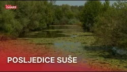 Ribe sve teže podnose toplinski val: Svaki dodatni stupanj nosi novi problem | RTL Danas