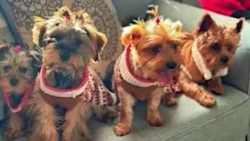 Dog groomer arrested after woman's dogs die due to heat stroke