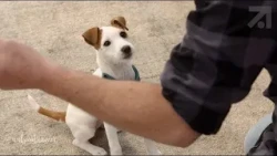 THIS WORKS! How to get your dog's attention