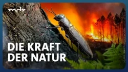 Aus der Asche - Was kommt nach dem Waldbrand? | Jetzt in der ARD Mediathek | MDR