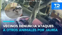 Fear in Álvaro Obregón over a pack of dogs; neighbors report attacks on other animals