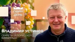 How to Grow 550 Varieties of Grapes in Belarus? Secrets of the Institute for Fruit Growing