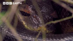 A Giant 5 Metre Anaconda Leads To Nature's Creepiest Discovery | Expedition Guyana | BBC Earth