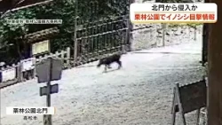 Wild Boar Spotted at Ritsurin Garden in Takamatsu; Visitors Urged to Exercise Caution [Kagawa, Ta...