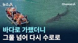 바다로 가랬더니…부캉이, 그물 넘어 다시 수로로 / 채널A / 뉴스A