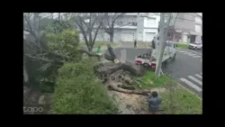 Paraná: municipales cortaron un árbol y cayó sobre el frente de una vivienda