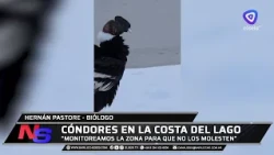 Condors spotted in Dina Huapi and Costa del Sol