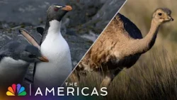 Tom Hanks Narrates WILD Parenting Takes | The Americas | NBC