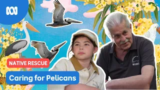 Pelican rescue!  | Gardening Australia Junior | ABC Kids