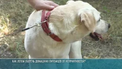Как летом уберечь домашних питомцев от неприятностей?