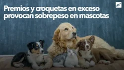 Excessive treats and kibble cause pet obesity