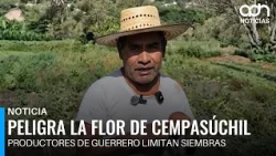 Drought in Tixtla threatens Day of the Dead flower crops