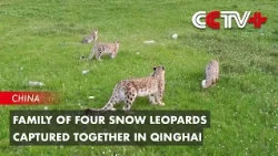 Family of Four Snow Leopards Captured Together in Qinghai