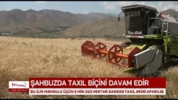 Over 5,000 Hectares of Grain Planted in Shahbuz for This Year's Harvest