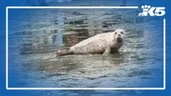 Rehabilitated harbor seal pup released