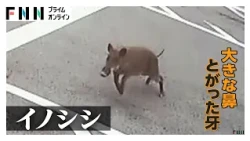 何度もしつこく　猛スピードでイノシシが突進　会社敷地内で男性襲われる　台車で応戦し追い返す　愛知（2026年07月13日）