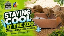 Staying Cool at the Zoo | Reid Park Zoo News