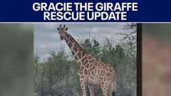 Gracie the giraffe: Experienced veterinarian speaks on rescue | FOX 7 Austin
