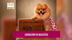 Did you know this? This is how the first pet crematorium in Nicaragua works
