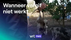 Catching rats with dog and ferret