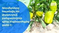 Բանջարեղենի իրացման ճգնաժամ