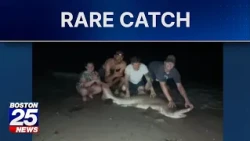 'This is crazy': Young girl catches 8-foot shark on Cape Cod