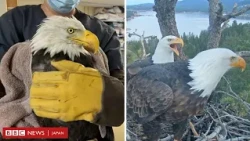 ライブ配信で人気のハクトウワシ、ジャッキーが「重体」に　米カリフォルニア