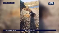 Жойқын соққыдан жансыз денесі жан-жаққа шашылып қалған