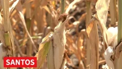 AGROMETEOROLOŠKO UPOZORENJE HIDROMETEOROLOŠKOG ZAVODA SRBIJE